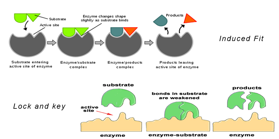 enzymes and their importance in plants and animals