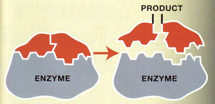 Taking a Loot at the Urease Enzyme